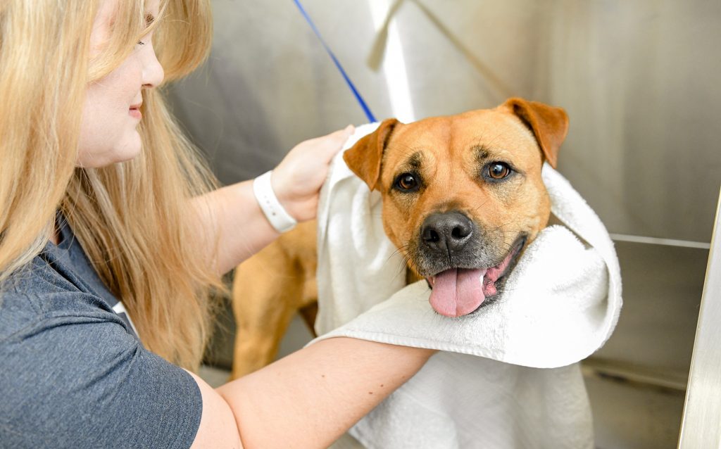 Girl washing a dog