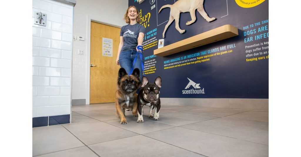 image of a Scenthound location with two dogs and an employee